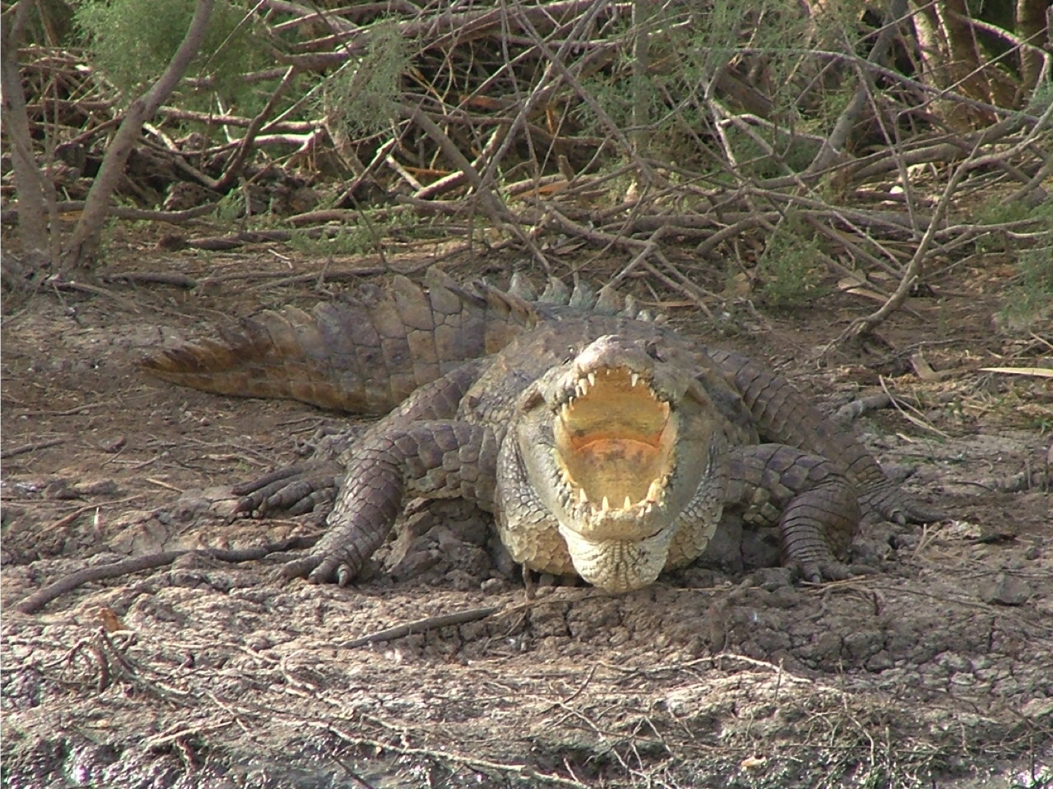 crocodile du nil au bord du marigot du djoudj